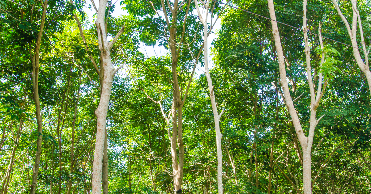 EUDR - EU regulation against forest degradation. What do companies need to know?