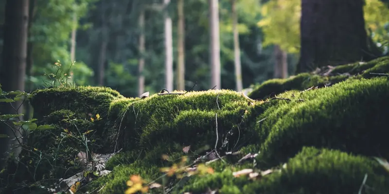 CSRD / DMA for Public Administration